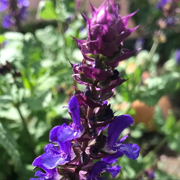 Meet your Posher, Ashley - Picture 1 of 1